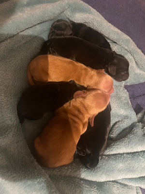 CHIOT 1