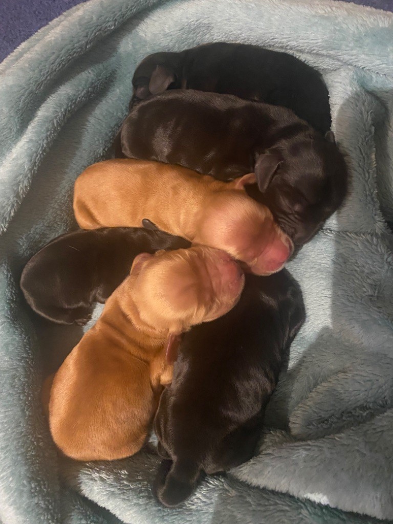 du Domaine Des Pres Salés - Chiots disponibles - Cocker Spaniel Anglais