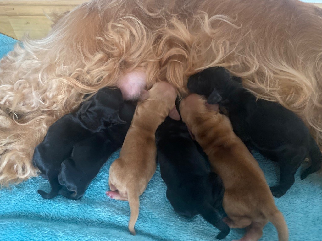 du Domaine Des Pres Salés - Chiots disponibles - Cocker Spaniel Anglais